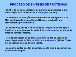 PROCESO DE SÍNTESIS DE PROTEÍNAS El ADN de un gen codificante de proteína se transcribe a una molécula plantilla que es el  ARN mensajero  (ARNm). La molécula de ARN (Ácido ribonucleico) es semejante a la de ADN sustituyendo la base timina (T) por el uracilo (U) y la desoxirribosa por una ribosa. El ARNm viaja desde el núcleo hacia el citoplasma de la célula, donde en unas máquinas de traducir -  los ribosomas  - se fabrica la proteína correspondiente. Para la traducción de codones en aminoácidos se utiliza una molécula pequeña de ARN, el  ARN de transferencia  (ARNt). Existe uno específico para cada aminoácido. Los aminoácidos quedan engarzados en la misma secuencia que los codones del gen. 