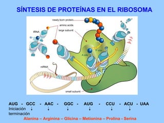 SÍNTESIS DE PROTEÍNAS EN EL RIBOSOMA AUG  -  GCC  -  AAC  -  GGC  -  AUG  -  CCU  -  ACU  -  UAA Iniciación  terminación  Alanina – Arginina – Glicina – Metionina – Prolina - Serina 