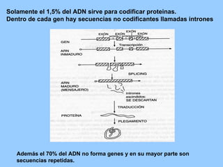 Solamente el 1,5% del ADN sirve para codificar proteinas. Dentro de cada gen hay secuencias no codificantes llamadas intrones Además el 70% del ADN no forma genes y en su mayor parte son secuencias repetidas. 