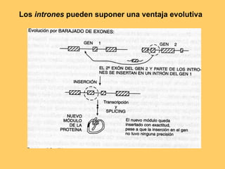Los  intrones  pueden suponer una ventaja evolutiva 
