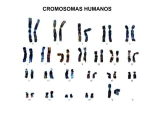 CROMOSOMAS HUMANOS 