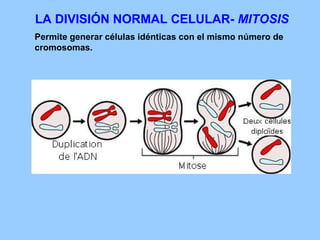 LA DIVISIÓN NORMAL CELULAR-  MITOSIS Permite generar células idénticas con el mismo número de cromosomas. 