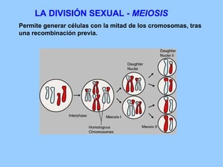 LA DIVISIÓN SEXUAL -  MEIOSIS Permite generar células con la mitad de los cromosomas, tras una recombinación previa. 