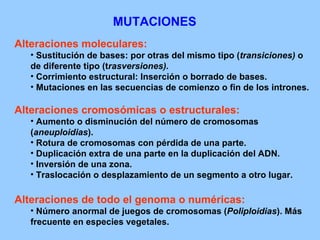 MUTACIONES Alteraciones moleculares: Sustitución de bases: por otras del mismo tipo ( transiciones)  o de diferente tipo (t rasversiones). Corrimiento estructural: Inserción o borrado de bases. Mutaciones en las secuencias de comienzo o fin de los intrones. Alteraciones cromosómicas o estructurales: Aumento o disminución del número de cromosomas ( aneuploidias ). Rotura de cromosomas con pérdida de una parte. Duplicación extra de una parte en la duplicación del ADN.  Inversión de una zona. Traslocación o desplazamiento de un segmento a otro lugar. Alteraciones de todo el genoma o numéricas: Número anormal de juegos de cromosomas ( Poliploidias ). Más frecuente en especies vegetales. 