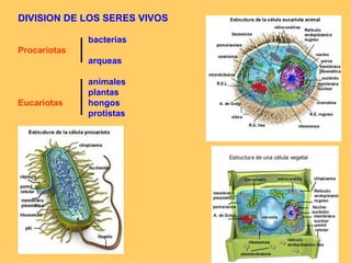 DIVISION DE LOS SERES VIVOS bacterias Procariotas arqueas animales plantas Eucariotas hongos protistas 