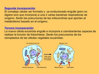 Segunda incorporación El complejo celular así formado y  ya evolucionado engulle (pero no digiere sino que incorpora) a una o varias bacterias respiradoras de oxígeno. Serán las precursoras de las mitocondrias que aportan el metabolismo basado en el oxígeno. Tercera incorporación La nueva célula eucariota engulle e incorpora a cianobacterias capaces de realizar la función de fotosíntesis. Serán los precursores de los cloroplastos de las células vegetales eucariotas. 