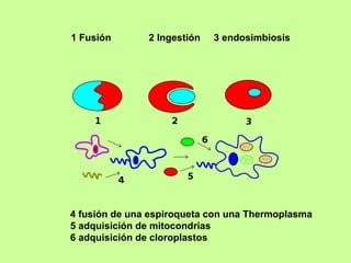 1 Fusión  2 Ingestión  3 endosimbiosis 4 fusión de una espiroqueta con una Thermoplasma 5 adquisición de mitocondrias 6 adquisición de cloroplastos 