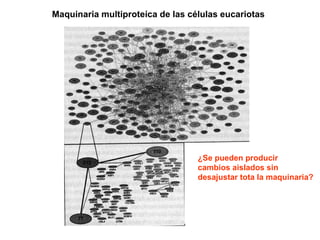 Maquinaria multiproteíca de las células eucariotas ¿Se pueden producir  cambios aislados sin  desajustar tota la maquinaria? 