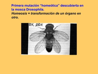 Primera mutación “homeótica” descubierta en la mosca Drosophila. Homeosis = transformación de un órgano en otro. 