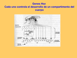 Genes   Hox  Cada uno controla el desarrollo de un compartimento del cuerpo 