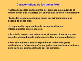 Características de los genes Hox Están dispuestos en fila dentro del cromosoma siguiendo el mismo orden que las partes del cuerpo que definen (colinearidad) Todas las especies animales tienen aproximadamente una decena de genes Hox. Los genes Hox que realizan la misma función son intercambiables entre especies. Su misión no es crear estructuras sino seleccionar una u otra entre las disponibles de cada especie. Son genes reguladores. Para ello activan a su correspondiente cadena de genes realizadores o “downsteam” encargados de crear las estructuras de la parte del cuerpo definida por los primeros. 