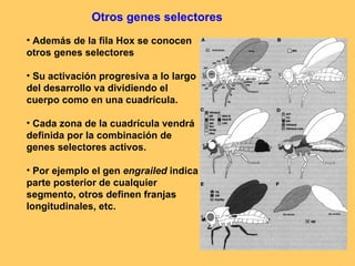 Otros genes selectores Además de la fila Hox se conocen otros genes selectores Su activación progresiva a lo largo del desarrollo va dividiendo el cuerpo como en una cuadrícula. Cada zona de la cuadrícula vendrá definida por la combinación de genes selectores activos. Por ejemplo el gen  engrailed  indica parte posterior de cualquier segmento, otros definen franjas longitudinales, etc. 