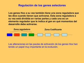 Regulación de los genes selectores Los genes Hox a su vez también tiene una zona reguladora que les dice cuando tienen que activarse. Esta zona reguladora a su vez está dividida en varias partes y cada una es un elemento regulador que le indica al gen en qué momentos del desarrollo debe activarse. Zona reguladora Zona Codificante Las alteraciones en las pautas de activación de los genes Hox han tenido un papel muy importante en la evolución.   