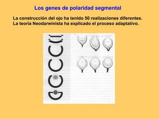 Los genes de polaridad segmental La construcción del ojo ha tenido 50 realizaciones diferentes. La teoría Neodarwinista ha explicado el proceso adaptativo.   