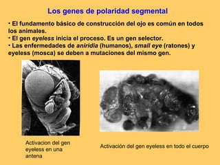 El fundamento básico de construcción del ojo es común en todos los animales. El gen  eyeless  inicia el proceso. Es un gen selector. Las enfermedades de  aniridia  (humanos),  small eye  (ratones) y eyeless (mosca) se deben a mutaciones del mismo gen. Activacion del gen eyeless en una antena Activación del gen eyeless en todo el cuerpo Los genes de polaridad segmental 