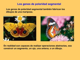 Los genes de polaridad segmental Los genes de polaridad segmental también fabrican los dibujos de una mariposa. En realidad son capaces de realizar operaciones abstractas, sea construir un segmento, un ojo, una antena, o un dibujo. 