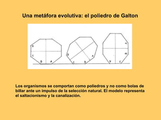 Una metáfora evolutiva: el poliedro de Galton Los organismos se comportan como poliedros y no como bolas de billar ante un impulso de la selección natural. El modelo representa el saltacionismo y la canalización. 