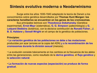 Síntesis evolutiva moderna o Neodarwinismo Surge entre los años 1930-1940 adaptando la teoría de Darwin a los conocimientos sobre genética desarrollados por  Thomas Hunt Morgan: los caracteres hereditarios se encuentran en los genes de los cromosomas . Sus principales teóricos son  Theodosius Dobzhansky  (Genética experimental),  Ernst Mayr  (sistemática),  G. G. Simpson  (paleontología) y  G. Ledyard Stebbins  (botánica), con la decisiva contribución de  Ronald Fisher  ,   J. B. S. Haldane  y  Sewall Wright  en el campo de la genética de poblaciones. Principios: La variación genética de las poblaciones se debe a las mutaciones  producidas por azar (errores en la copia del ADN)  y a la recombinación de los cromosomas durante la división sexual  (meiosis). La evolución consiste básicamente en los cambios en la frecuencia de los alelos entre las generaciones, como resultado de la  deriva genética , el  flujo genético  y la  selección natural . La formación de nuevas especies (especiación) se produce de forma gradual . 