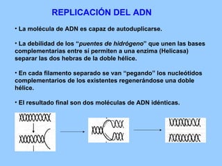 REPLICACIÓN DEL ADN <ul><li>La molécula de ADN es capaz de autoduplicarse. </li></ul><ul><li>La debilidad de los “ puentes...