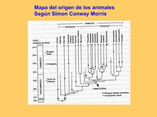 Mapa del origen de los animales Según Simon Conway Morris 