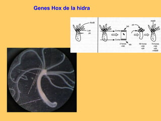 Genes Hox de la hidra 