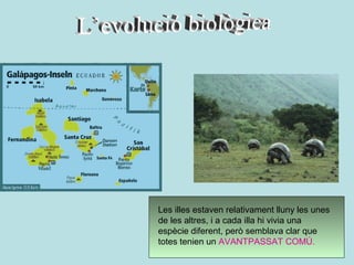 Les illes estaven relativament lluny les unes
de les altres, i a cada illa hi vivia una
espècie diferent, però semblava clar que
totes tenien un AVANTPASSAT COMÚ.
 