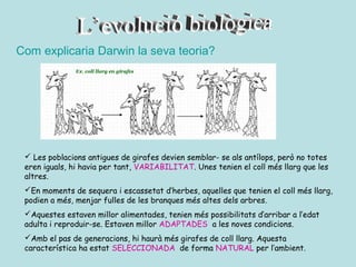 Com explicaria Darwin la seva teoria?




  Les poblacions antigues de girafes devien semblar- se als antílops, però no totes
 eren iguals, hi havia per tant, VARIABILITAT. Unes tenien el coll més llarg que les
 altres.
 En moments de sequera i escassetat d’herbes, aquelles que tenien el coll més llarg,
 podien a més, menjar fulles de les branques més altes dels arbres.
 Aquestes estaven millor alimentades, tenien més possibilitats d’arribar a l’edat
 adulta i reproduir-se. Estaven millor ADAPTADES a les noves condicions.
 Amb el pas de generacions, hi haurà més girafes de coll llarg. Aquesta
 característica ha estat SELECCIONADA de forma NATURAL per l’ambient.
 