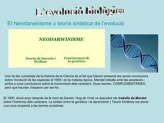 El Neodarwinisme o teoria sintètica de l’evolució




Una de les curiositats de la història de la Ciència és el fet que Darwin presenta les seves conclusions
sobre l’evolució de les espècies el 1859 i en la mateixa època, Mendel treballa amb les pesoleres i
arriba a unes conclusions sobre la transmissió dels caràcters. Dues teories, COMPLEMENTÀRIES,
però que haurien d’esperar per ser-ho.


El 1900, divuit anys després de la mort de Darwin, Hug de Vries va descobrir els treballs de Mendel
sobre l’herència dels caràcters. La síntesi entre la genètica i el darwinisme ( Teoria Síntètica )va donar
una nova empenta a les teories evolutives.
 
