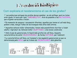 Com explicaria el neodarwinisme el cas de les girafes?
 Les poblacions antigues de girafes devien semblar- se als antílops, però no totes
eren iguals, hi havia per tant, VARIABILITAT. Això és possible a les MUTACIONS,
que originen variacions a l’atzar.
En moments de sequera i escassetat d’herbes, aquelles que tenien el coll més llarg,
podien a més, menjar fulles de les branques més altes dels arbres.
Aquestes estaven millor alimentades, tenien més possibilitats d’arribar a l’edat
adulta i reproduir-se. Estaven millor ADAPTADES a les noves condicions.
Amb el pas de generacions, hi haurà més girafes de coll llarg. Aquesta
característica ha estat SELECCIONADA de forma NATURAL per l’ambient.
La característica coll llarg, es transmet a les següents generacions ja que ve
determinada pels GENS que es troben als CROMOSOMES dels gàmetes.
 