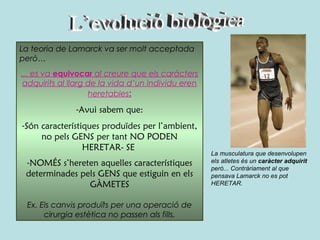 La teoria de Lamarck va ser molt acceptada
però…
... es va equivocar al creure que els caràcters
 adquirits al llarg de la vida d’un individu eren
                    heretables:
               -Avui sabem que:
-Són característiques produïdes per l’ambient,
     no pels GENS per tant NO PODEN
                 HERETAR- SE
                                                    La musculatura que desenvolupen
 -NOMÉS s’hereten aquelles característiques         els atletes és un caràcter adquirit
                                                    però... Contràriament al que
 determinades pels GENS que estiguin en els         pensava Lamarck no es pot
                GÀMETES                             HERETAR.


 Ex. Els canvis produïts per una operació de
      cirurgia estètica no passen als fills.
 