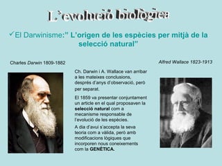 El Darwinisme:” L’origen de les espècies per mitjà de la
                   selecció natural”

Charles Darwin 1809-1882                                         Alfred Wallace 1823-1913

                           Ch. Darwin i A. Wallace van arribar
                           a les mateixes conclusions,
                           després d’anys d’observació, però
                           per separat.
                           El 1859 va presentar conjuntament
                           un article en el qual proposaven la
                           selecció natural com a
                           mecanisme responsable de
                           l’evolució de les espècies.
                           A dia d’avui s’accepta la seva
                           teoria com a vàlida, però amb
                           modificacions lògiques que
                           incorporen nous coneixements
                           com la GENÈTICA.
 