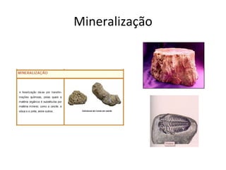 Mineralização 