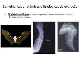 Semelhanças anatômicas e fisiológicas da evolução Órgãos homólogos  –  mesma origem embrionária, com mesma função ou não.  Divergência evolutiva . 
