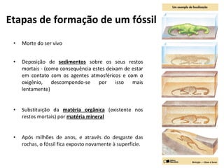 Etapas de formação de um fóssil Morte do ser vivo Deposição de  sedimentos  sobre os seus restos mortais - (como consequência estes deixam de estar em contato com os agentes atmosféricos e com o oxigênio, descompondo-se por isso mais lentamente) Substituição da  matéria orgânica  (existente nos restos mortais) por  matéria mineral Após milhões de anos, e através do desgaste das rochas, o fóssil fica exposto novamente à superfície. 