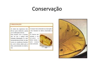 Conservação 