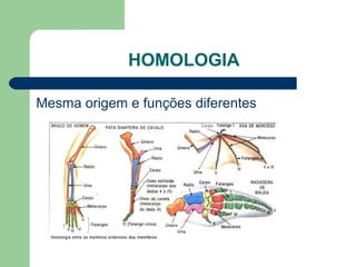 HOMOLOGIA
Mesma origem e funções diferentes
 