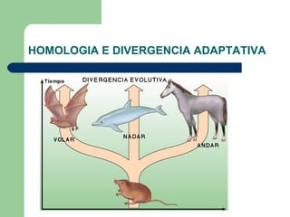 HOMOLOGIA E DIVERGENCIA ADAPTATIVA
 