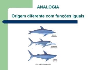 ANALOGIA
Origem diferente com funções iguais
 