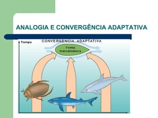 ANALOGIA E CONVERGÊNCIA ADAPTATIVA
 