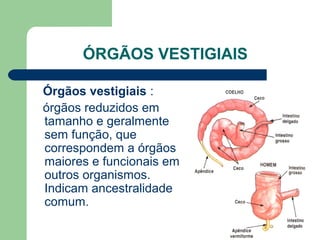 ÓRGÃOS VESTIGIAIS
Órgãos vestigiais :
órgãos reduzidos em
tamanho e geralmente
sem função, que
correspondem a órgãos
maiores e funcionais em
outros organismos.
Indicam ancestralidade
comum.
 