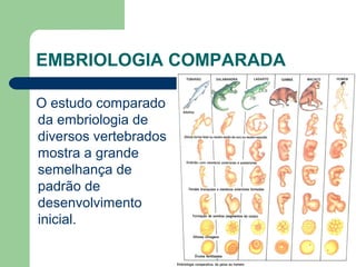 EMBRIOLOGIA COMPARADA
O estudo comparado
da embriologia de
diversos vertebrados
mostra a grande
semelhança de
padrão de
desenvolvimento
inicial.
 