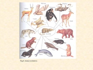 Fig.6: tronco evolutivo. 