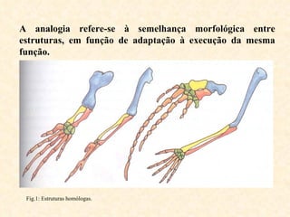A analogia refere-se à semelhança morfológica entre estruturas, em função de adaptação à execução da mesma função.   Fig.1: Estruturas homólogas. 