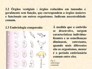 2.2 Órgãos vestigiais  :  órgãos reduzidos em tamanho e geralmente sem função, que correspondem a órgãos maiores e funcionais em outros organismos. Indicam ancestralidade comum. 2.3 Embriologia comparada: À medida que o embrião se desenvolve, surgem características individua-lizantes e as semelhanças diminuem, entretanto, quando mais diferentes são os organismos, menor é o período embrionário comum entre eles.   Fig. 2: embriologia comparada 