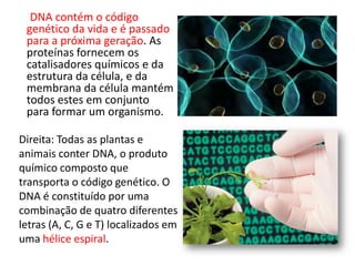 DNA contém o código
 genético da vida e é passado
 para a próxima geração. As
 proteínas fornecem os
 catalisadores químicos e da
 estrutura da célula, e da
 membrana da célula mantém
 todos estes em conjunto
 para formar um organismo.

Direita: Todas as plantas e
animais conter DNA, o produto
químico composto que
transporta o código genético. O
DNA é constituído por uma
combinação de quatro diferentes
letras (A, C, G e T) localizados em
uma hélice espiral.
 