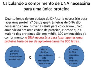 Calculando o comprimento de DNA necessária
          para uma única proteína
Quanto longo de um pedaço de DNA seria necessário para
fazer uma proteína? Desde que três letras de DNA são
necessários para instruir a célula para colocar um único
aminoácido em uma cadeia de proteína, e desde que a
maioria das proteínas são, em média, 300 aminoácidos de
comprimento, o DNA necessária para fazer apenas uma
proteína teria de ser de aproximadamente 900 letras.

                        3 letras            900 letras
   Um único
                        de DNA              de DNA
    proteína
                      necessária para       necessária
  contendo 300
  aminoácidos    X        cada          =   para
                      aminoácido            uma única
                      nesta proteína        proteína
 