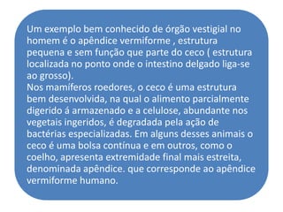 Um exemplo bem conhecido de órgão vestigial no
homem é o apêndice vermiforme , estrutura
pequena e sem função que parte do ceco ( estrutura
localizada no ponto onde o intestino delgado liga-se
ao grosso).
Nos mamíferos roedores, o ceco é uma estrutura
bem desenvolvida, na qual o alimento parcialmente
digerido á armazenado e a celulose, abundante nos
vegetais ingeridos, é degradada pela ação de
bactérias especializadas. Em alguns desses animais o
ceco é uma bolsa contínua e em outros, como o
coelho, apresenta extremidade final mais estreita,
denominada apêndice. que corresponde ao apêndice
vermiforme humano.
 
