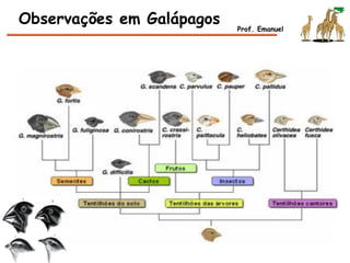 Observações em Galápagos Prof. Emanuel
 