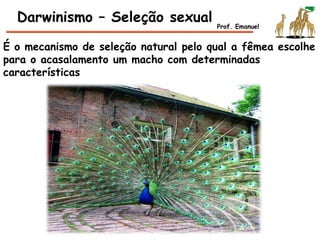 É o mecanismo de seleção natural pelo qual a fêmea escolhe
para o acasalamento um macho com determinadas
características
Darwinismo – Seleção sexual Prof. Emanuel
 