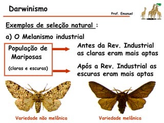 Exemplos de seleção natural :
a) O Melanismo industrial
População de
Mariposas
(claras e escuras)
Antes da Rev. Industrial
as claras eram mais aptas
Após a Rev. Industrial as
escuras eram mais aptas
Variedade não melânica Variedade melânica
Darwinismo Prof. Emanuel
 